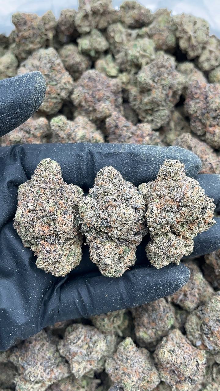 Biskante - PK419 (Licensed)