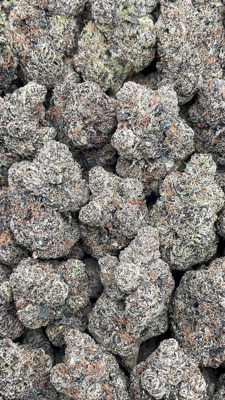 Rockstar Master - PK666