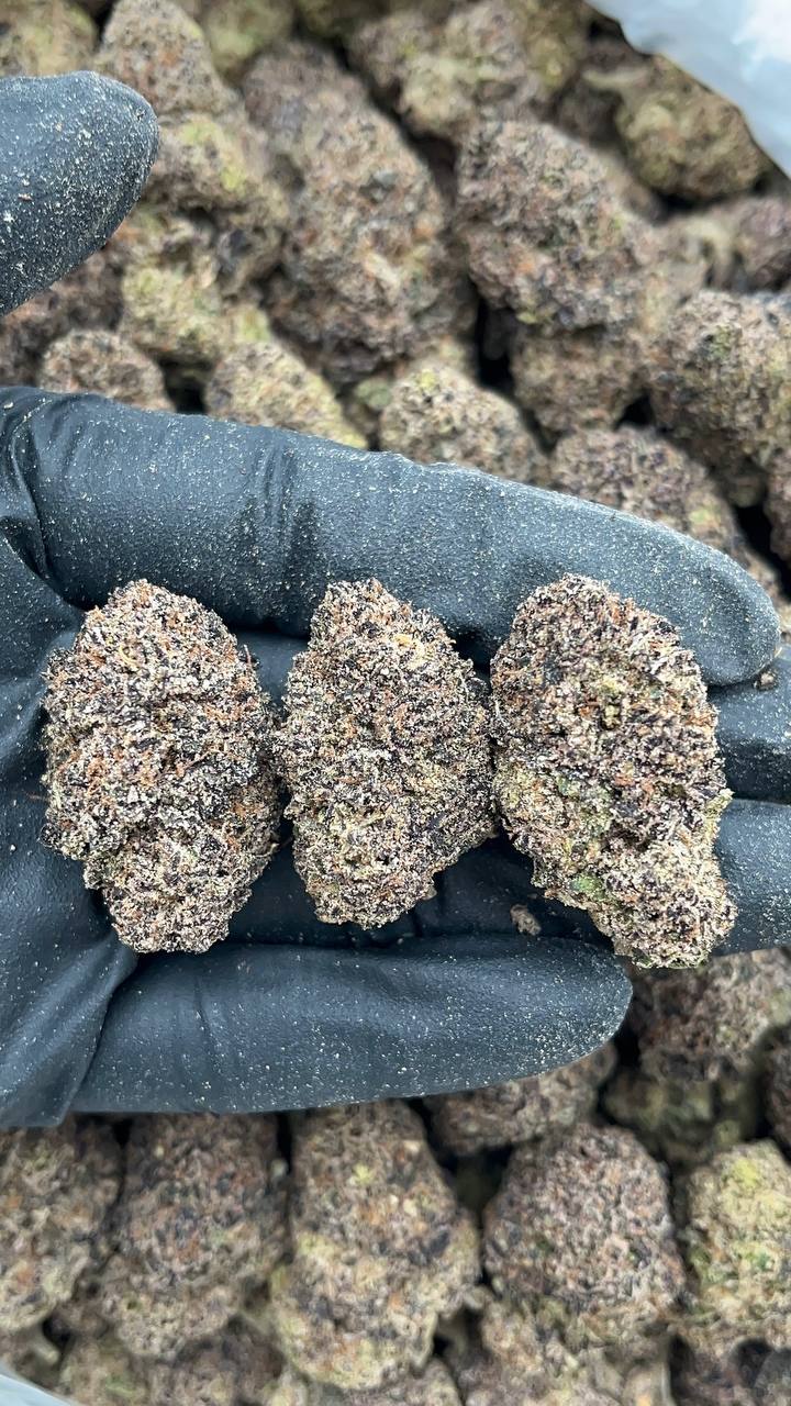 Purple Candy Jack - PK670