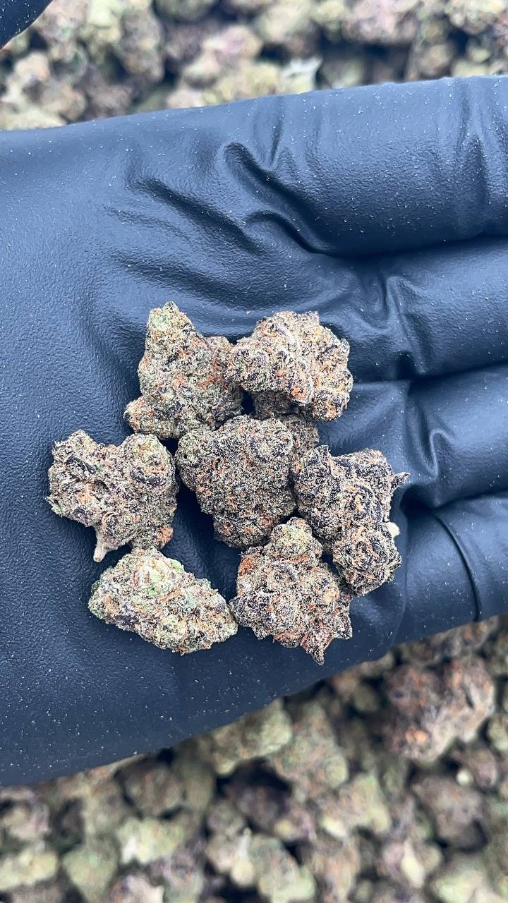 Cream Spritz Smalls - PK652