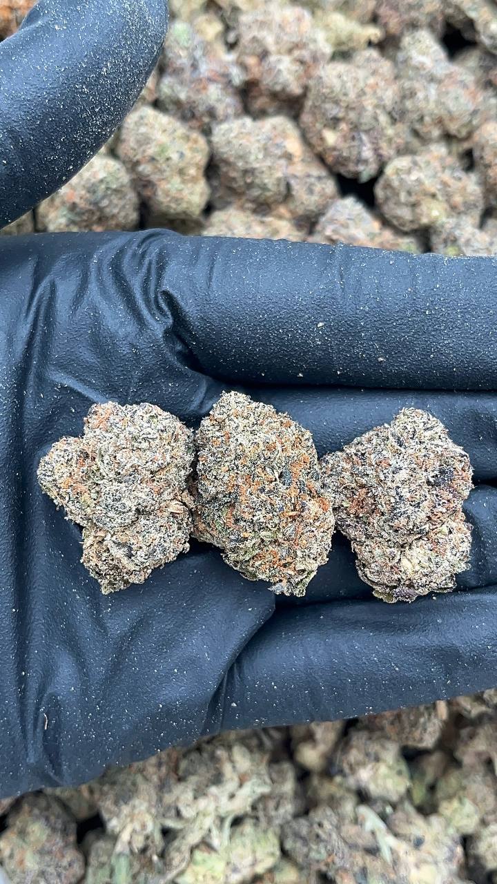 Lows - PK661 (Light Mold)