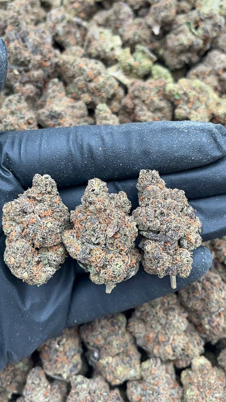 Blue Cookies - PK656