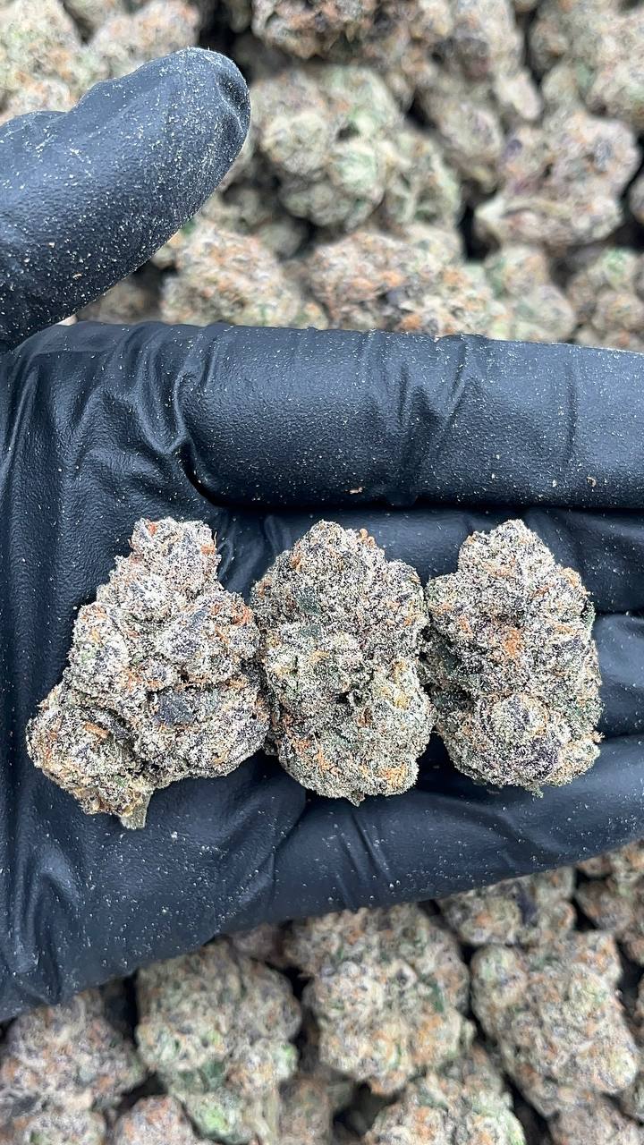 Jungle Gelato - PK693