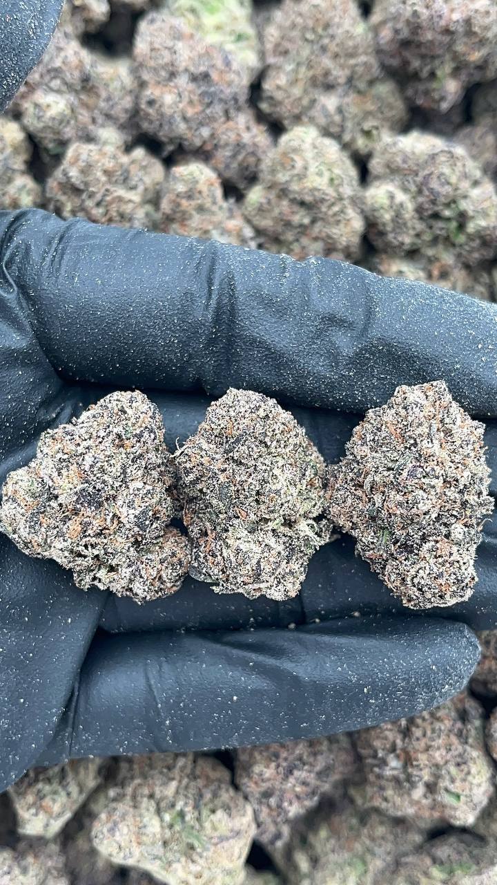 Purple Mimosa - PK649