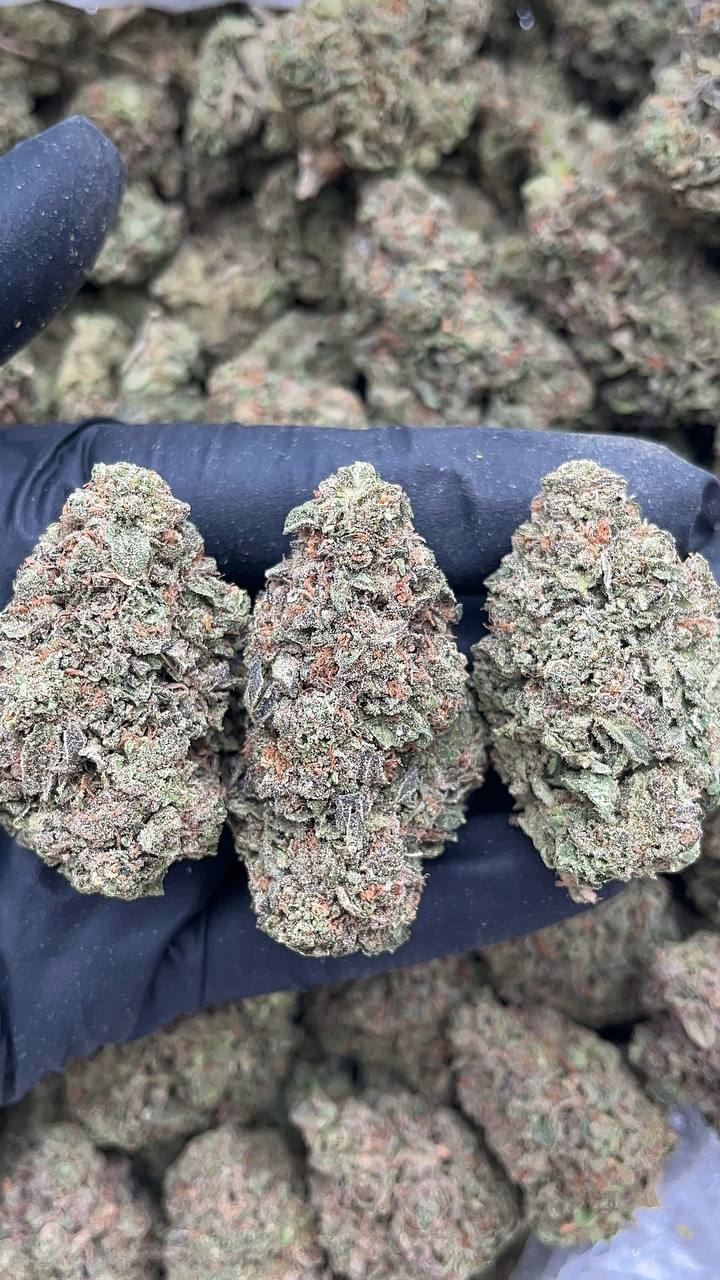 707 Truthband - PK632