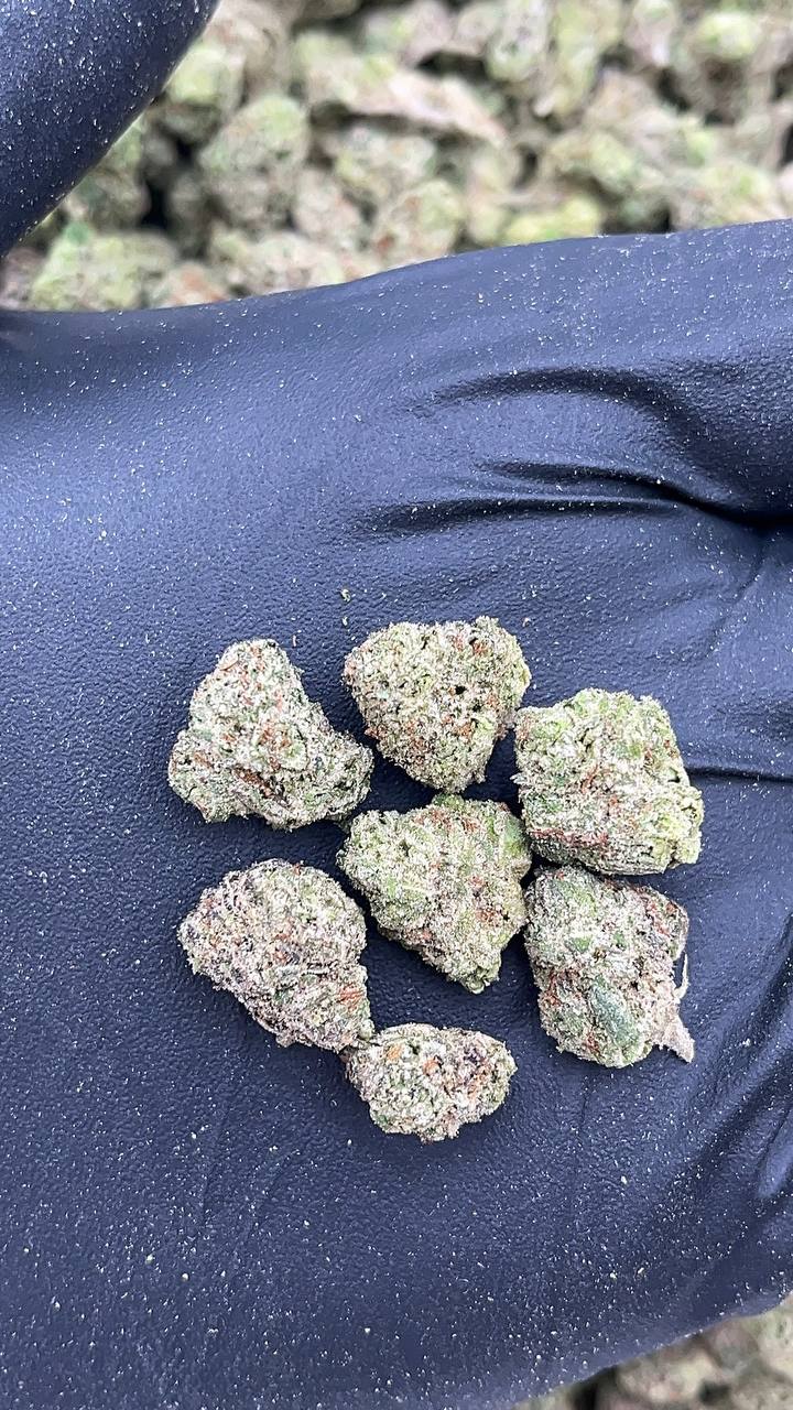 Perfect Storm Smalls - PK575