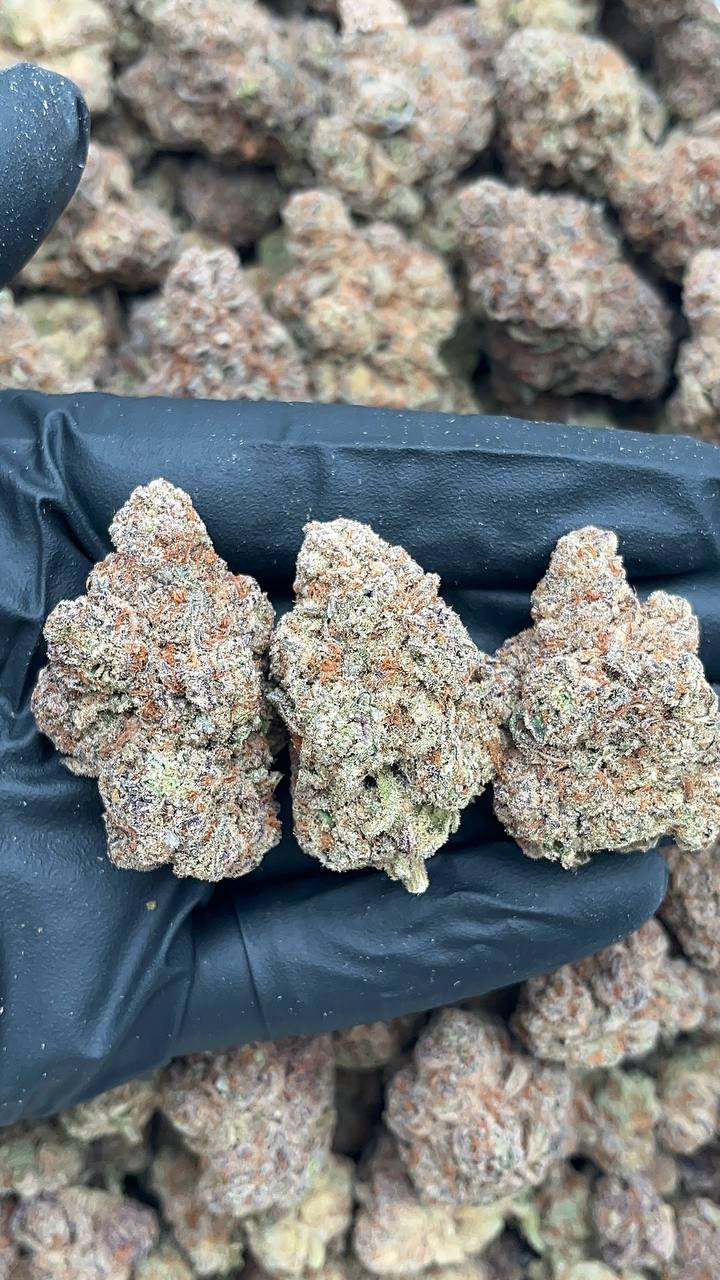 Tootie Fruity - PK629