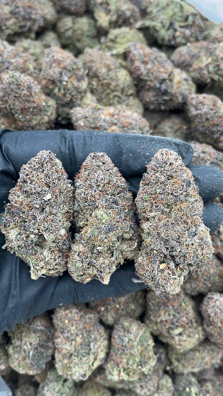 Blueberry Muffin - PK614