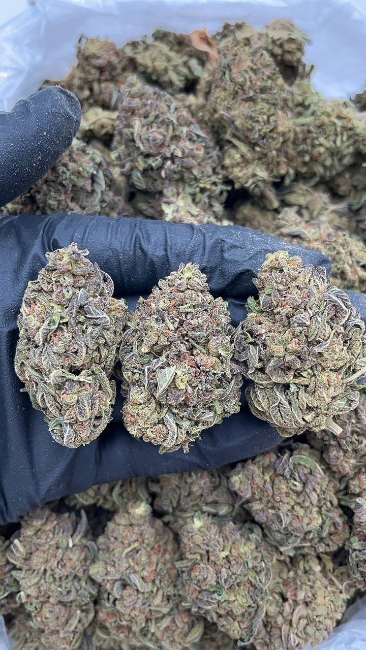 🔥Special Combo Alert🔥  Suver Haze - PK599