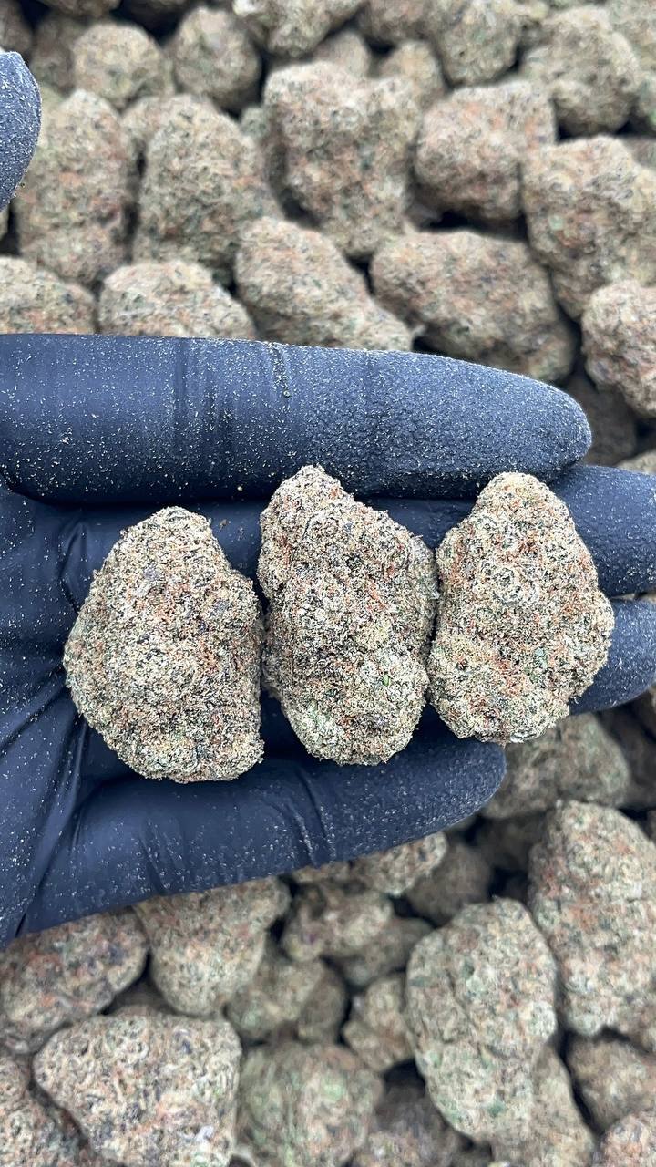 Cinnamon Gelato - PK282