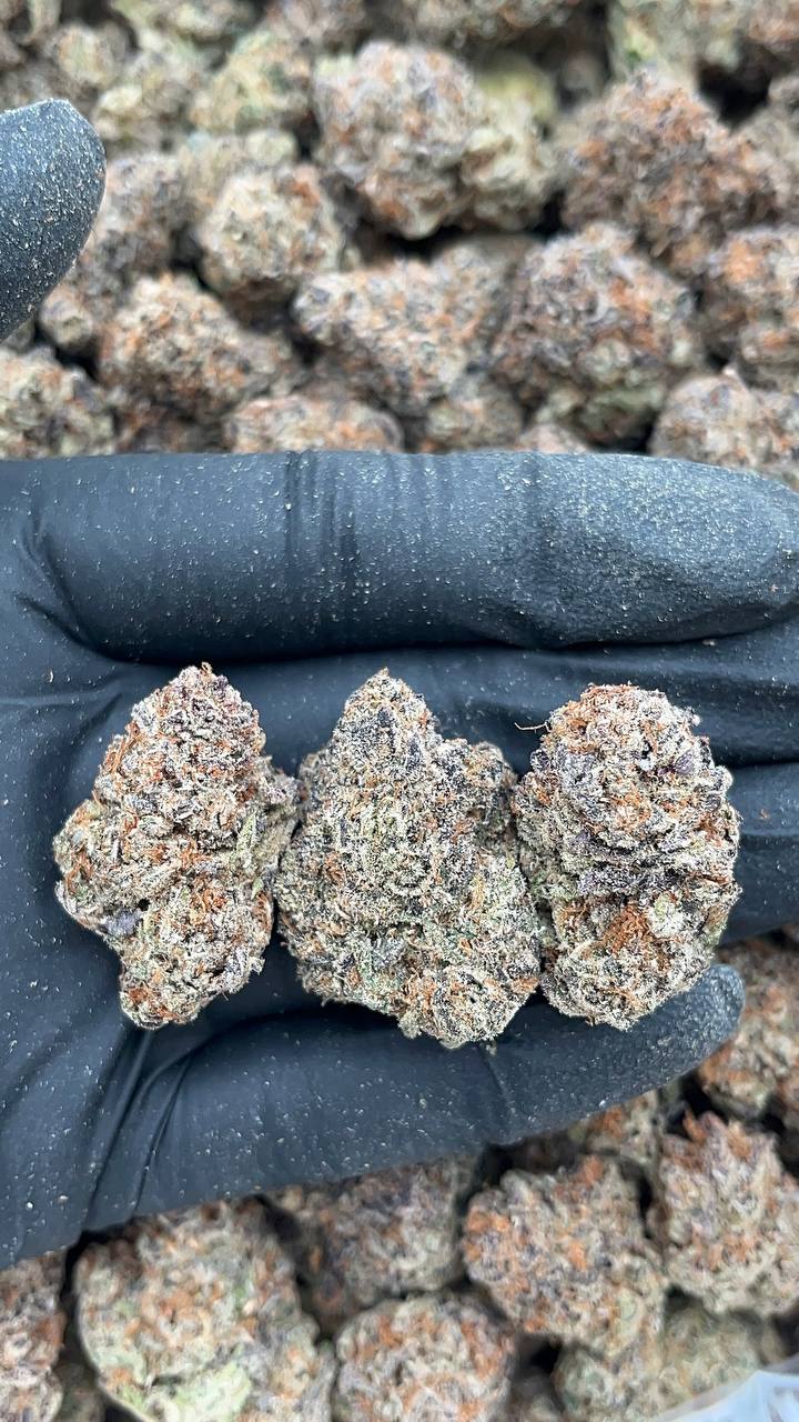 Diesel Dough - PK415