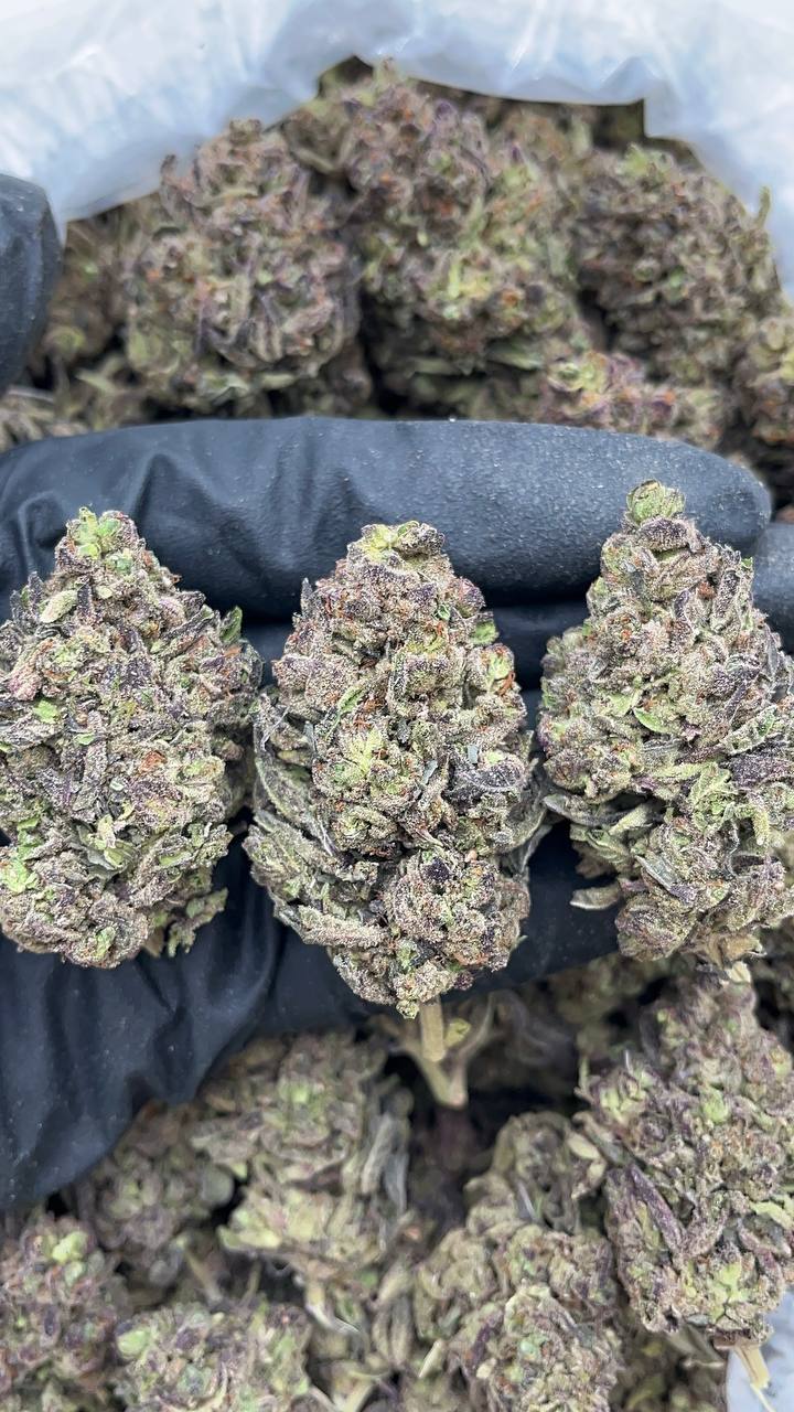 🔥Special Items 🔥 Gelato 45 - PK299