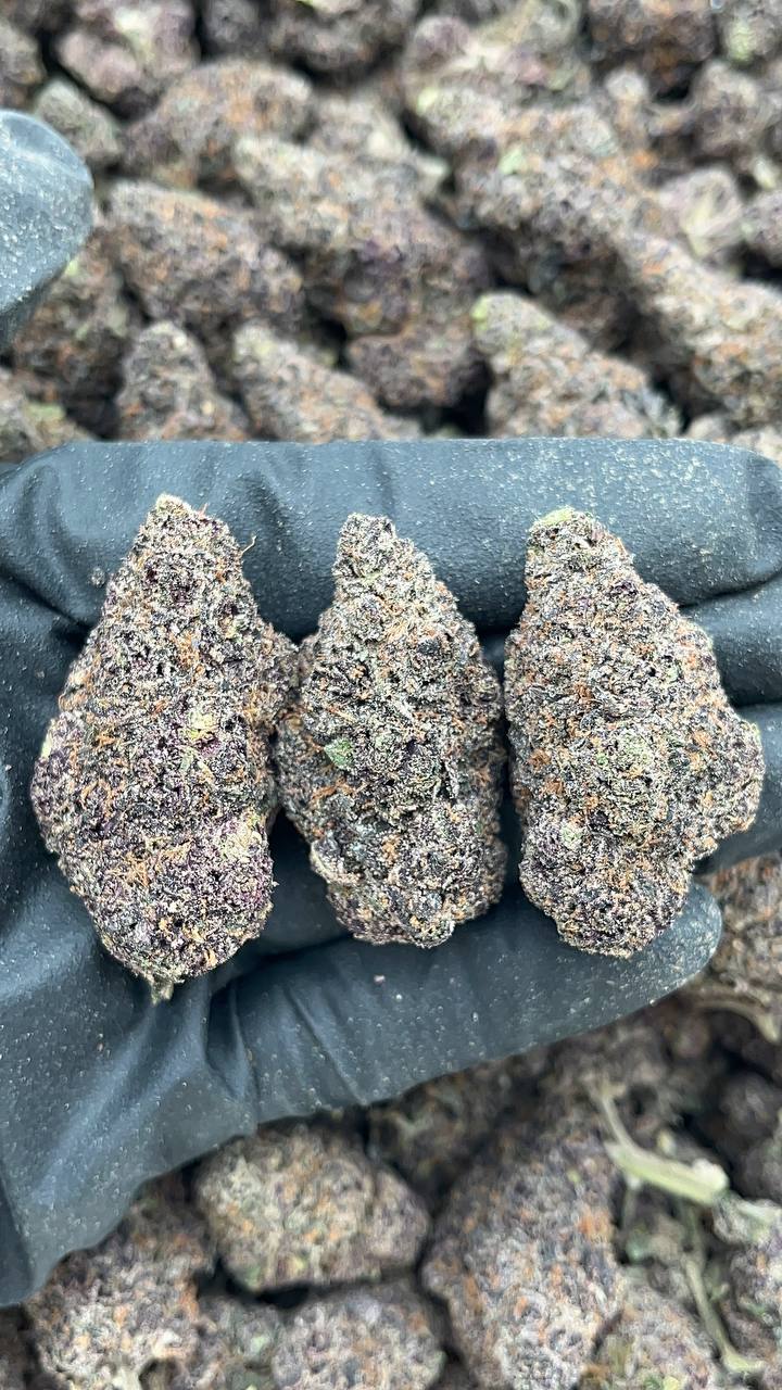 Violet Runtz - PK130