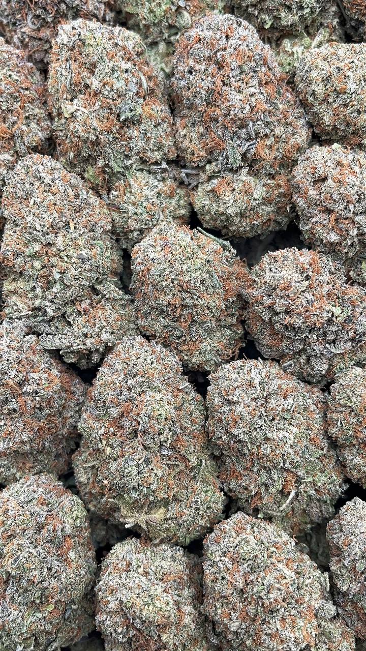 Platinum Kingdom - PK219