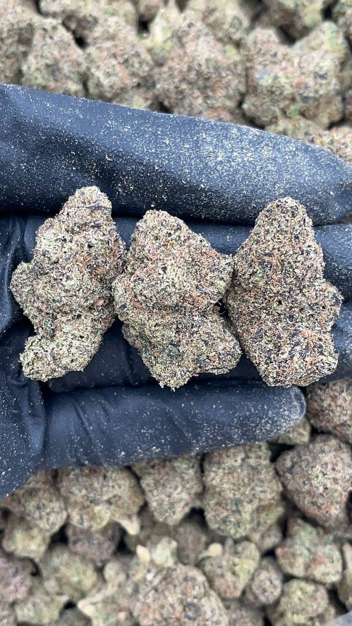 White Bubblegum - PK298