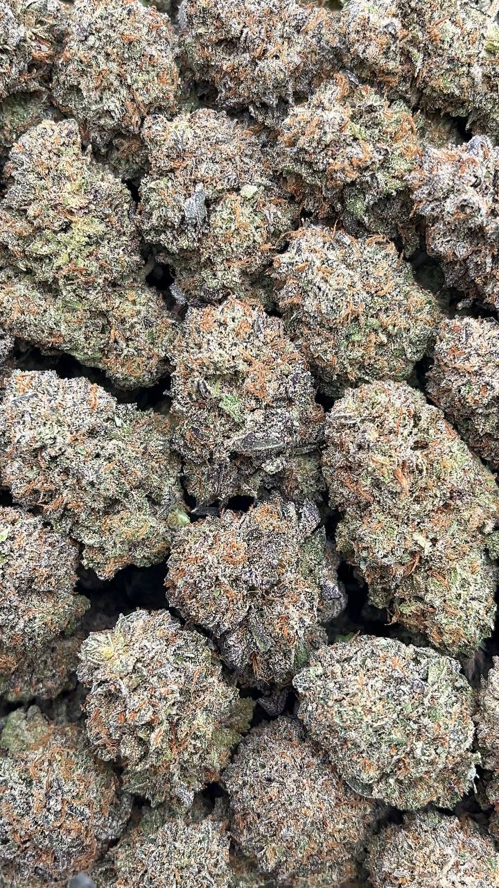 Platinum Wreck - PK169