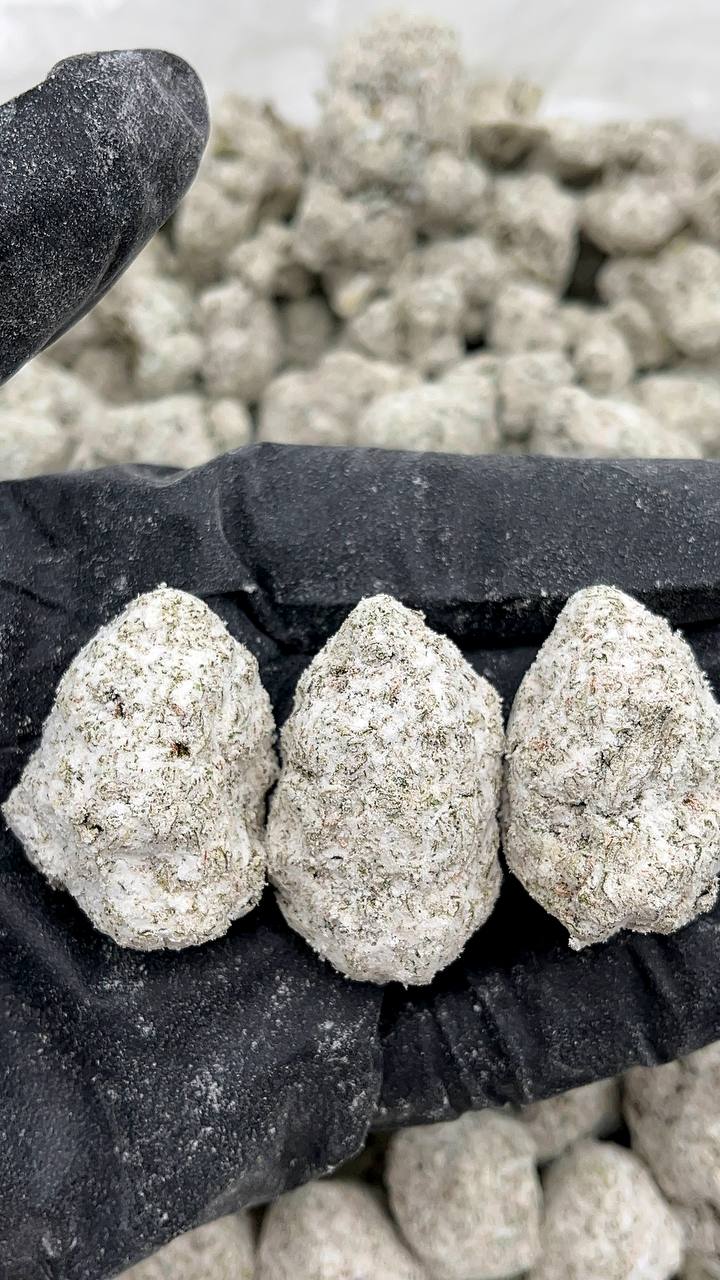 Snow Candy Wave - PK185