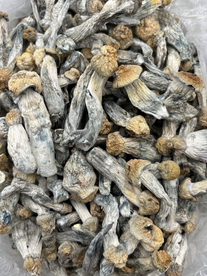 BLUE MEANIE - JT709BV