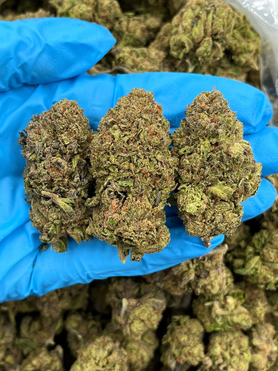 WATERMELON WAVE-TO623-LC